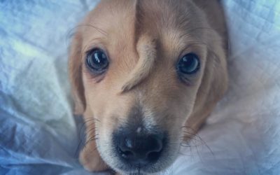 Adorable ‘Unicorn’ Puppy Has Second Tail Growing From Forehead