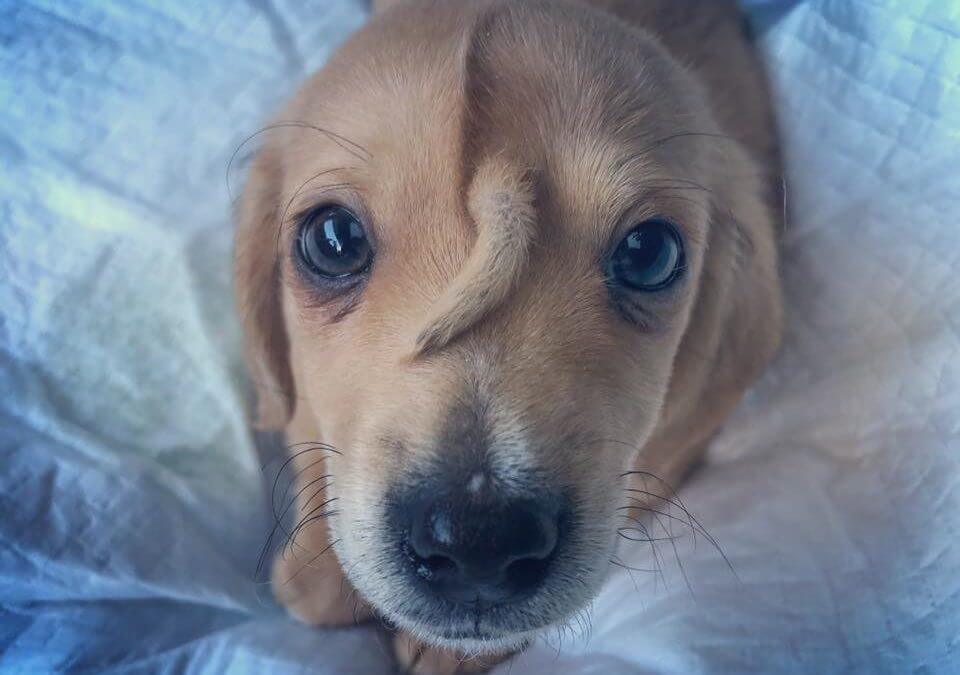 Adorable ‘Unicorn’ Puppy Has Second Tail Growing From Forehead