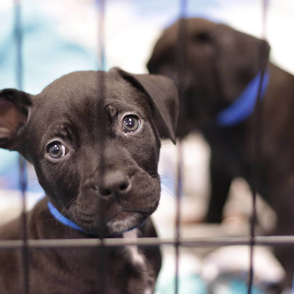 Puppies rescued by Michigan Humane Society.