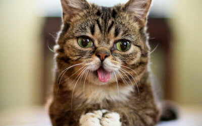 Internet Famous Cat Lil Bub Has Died