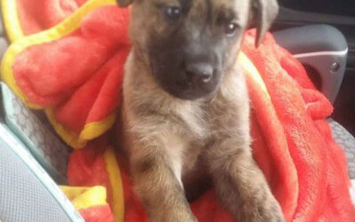 Rescued Puppy is Adopted by MHS Social Media Follower