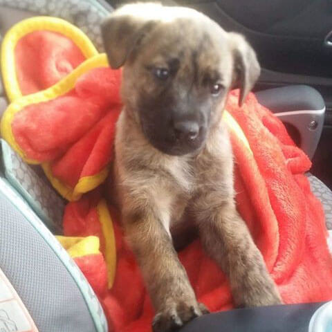 Rescued Puppy is Adopted by MHS Social Media Follower