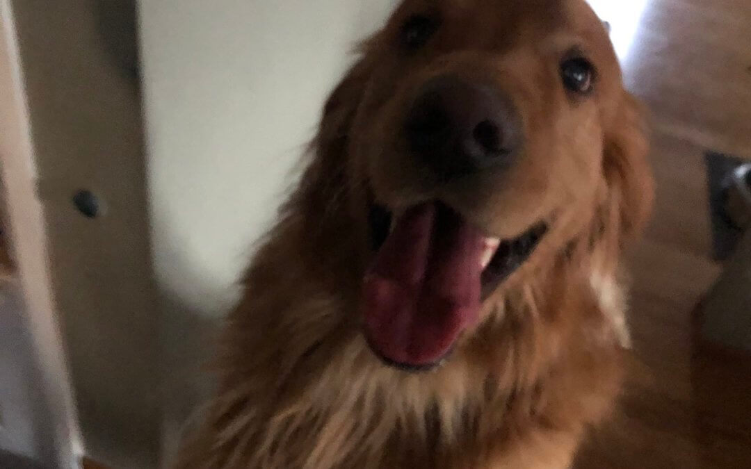 Family’s Dog Missing After Car Crash in Auburn Hills