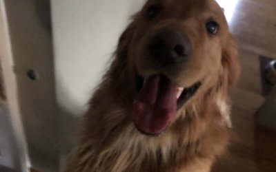 Family’s Dog Missing After Car Crash in Auburn Hills