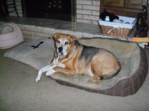 Dog laying on dog bed.
