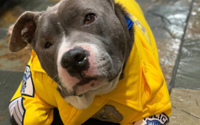 Terminally Ill Dog Gets to be Police K9 for a Day