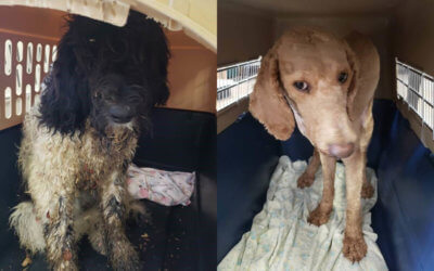 Buyer Beware: Puppy Mill Scams