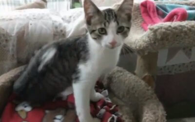 Original Troy Police Cat Pawfficer Badges Has Died