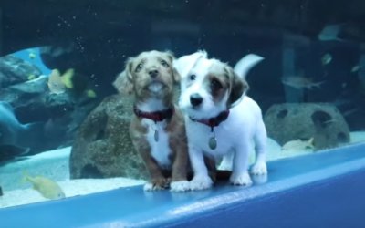 Watch Two Rescue Puppies Explore the Georgia Aquarium