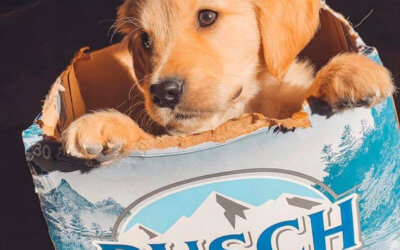 Busch is Giving Away Three-Month Supply of Beer to People Who Foster or Adopt a Dog