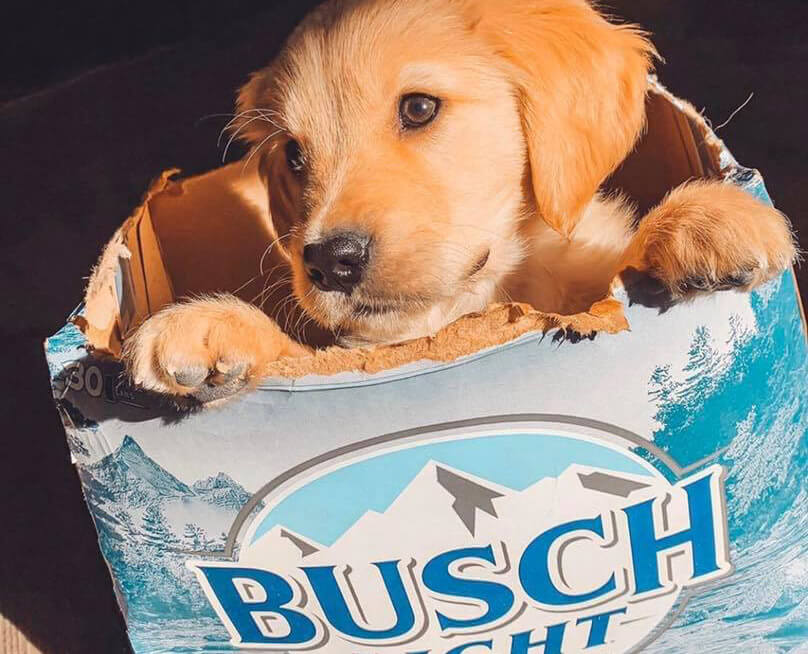 Busch is Giving Away Three-Month Supply of Beer to People Who Foster or Adopt a Dog