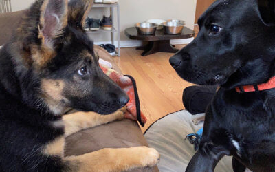 Watch People Enjoy Being Quarantined With Their Pets