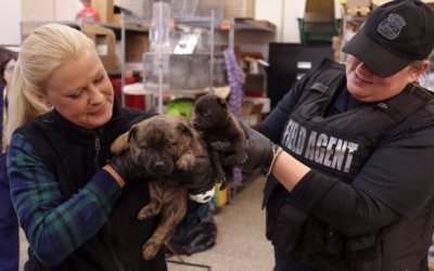 We’re Stronger Together Advocating For Animals