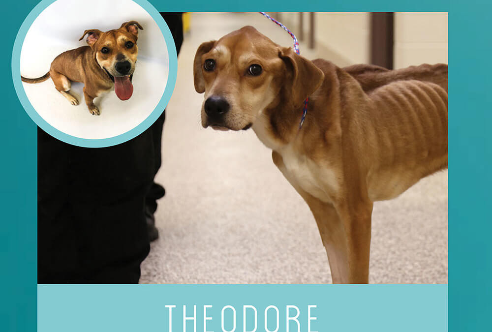 Transform Animal Lives at the MHS Purrfect Bow Wow Brunch