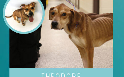 Transform Animal Lives at the MHS Purrfect Bow Wow Brunch