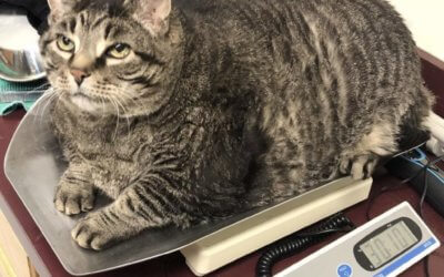 30-pound Cat and MHS Alum Zack Has Died