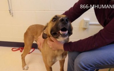 Virtual Adoption Floor for April 29, 2020