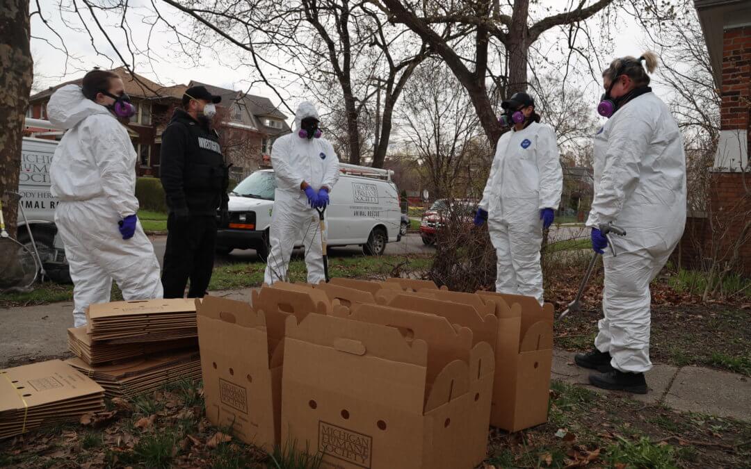 More Than 25 Cats Found in Hoarding Situation in Southwest Detroit Home