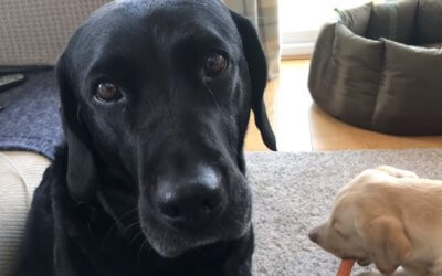 Bored Sports Announcer Gives Delightful Play-by-Play of His Dogs