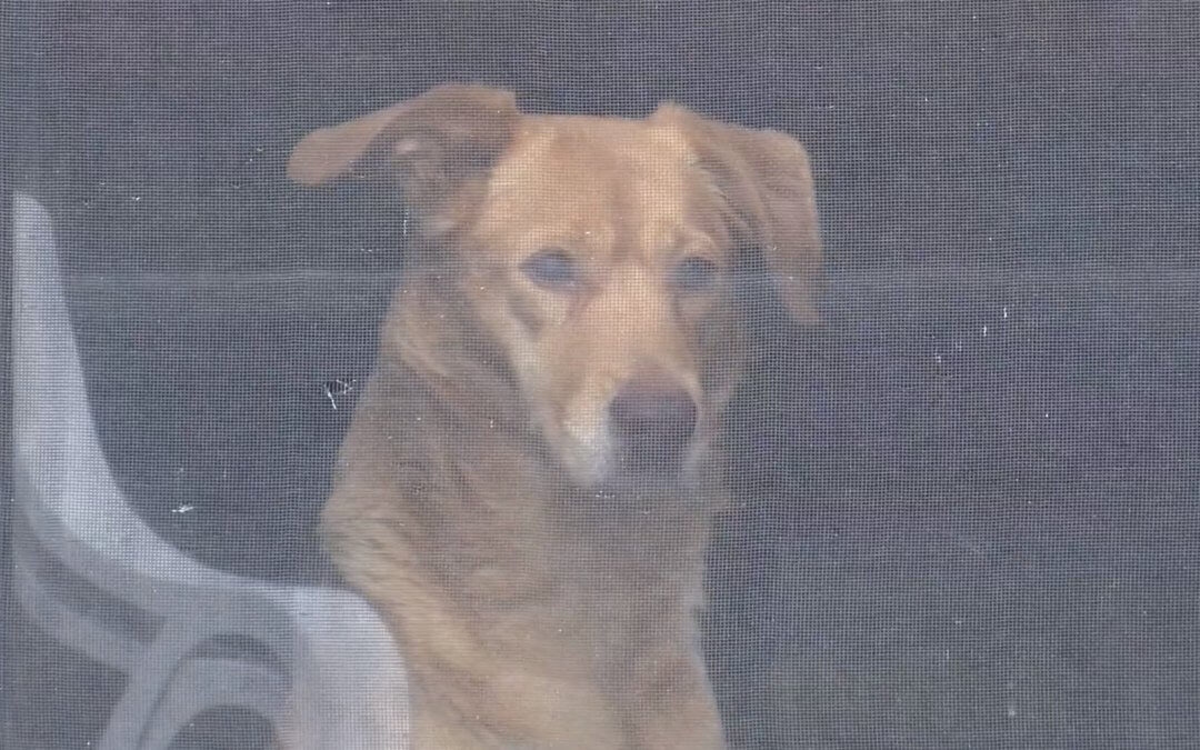 Michigan Woman Scares Off Bear to Save Dog