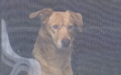 Michigan Woman Scares Off Bear to Save Dog