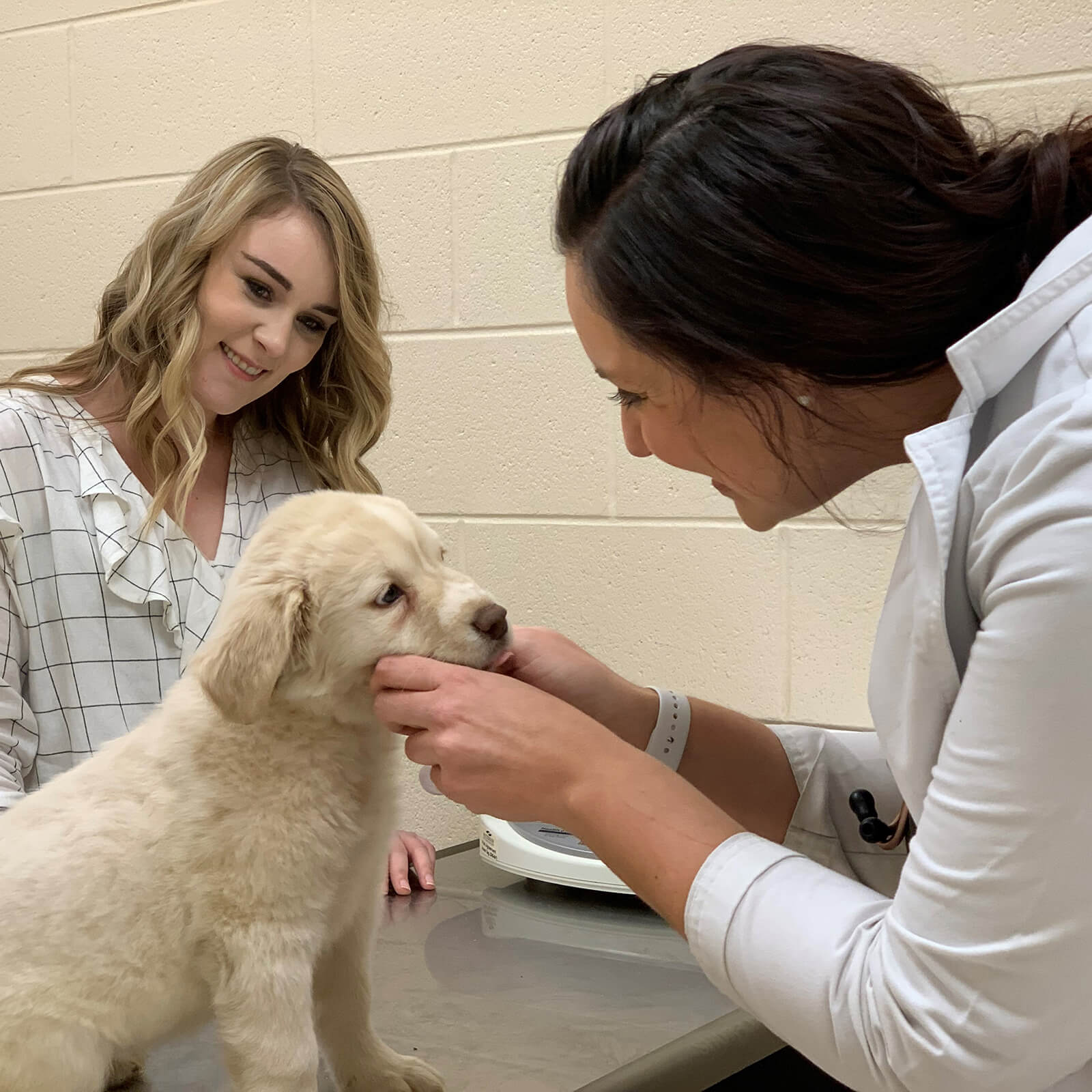 Dog visiting the veterinarian.