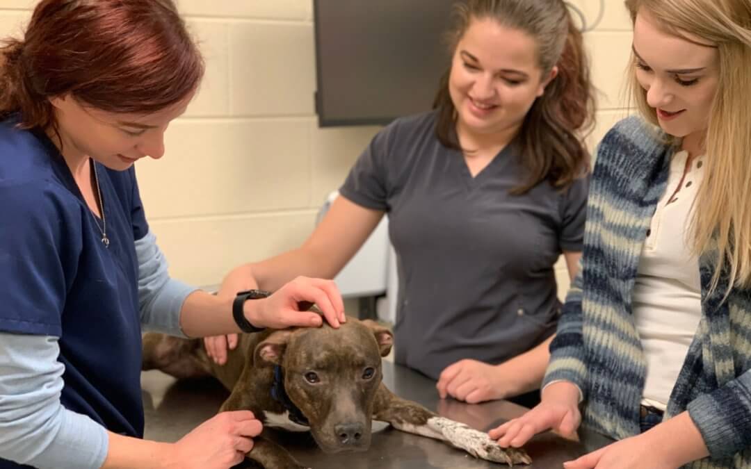 Gov. Whitmer Restricts Non-Essential Veterinary Procedures in Michigan Amid Coronavirus Outbreak