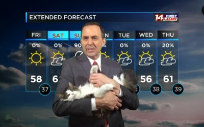 Weather Cat Becomes a Quarantine Star