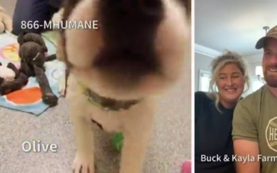 Tigers Pitcher Buck Farmer, Wife Kayla Host Virtual Adoption Floor