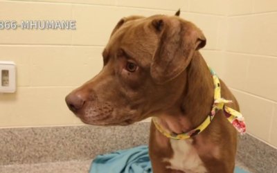 Virtual Adoption Floor for May 18, 2020