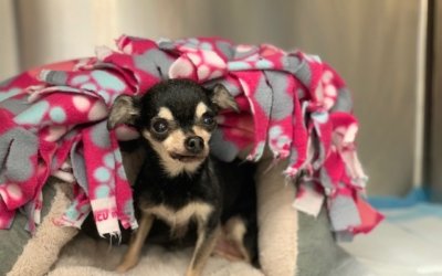 The Chihuahua Person at Michigan Humane