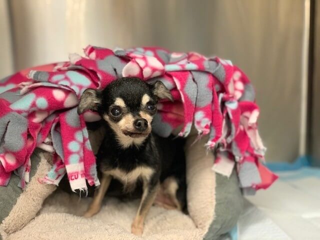 The Chihuahua Person at Michigan Humane