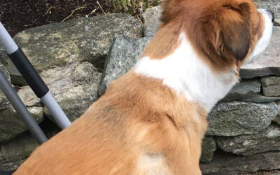 Chris Evans is Bad at Grooming His Dog