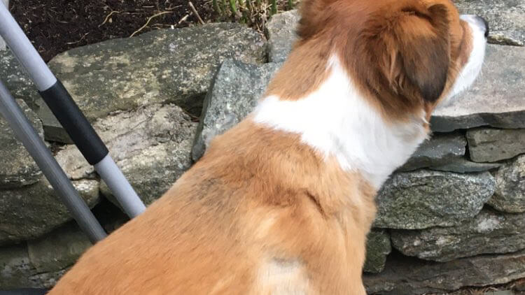 Chris Evans is Bad at Grooming His Dog