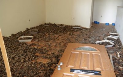 Michigan Humane, Police Rescue 32 Cats From Garden City Home