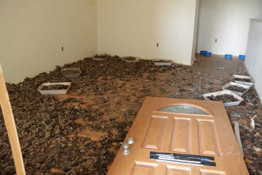 Michigan Humane, Police Rescue 32 Cats From Garden City Home