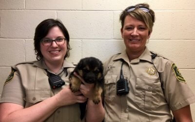 Man Tried Hiding Stolen German Shepherd Puppy in His Pants After Crash