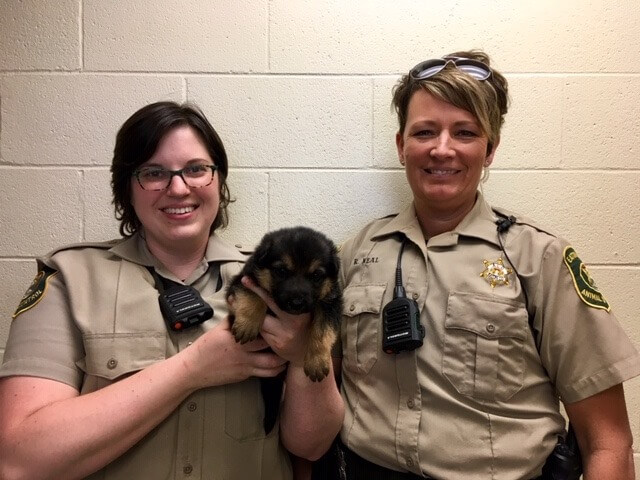 Man Tried Hiding Stolen German Shepherd Puppy in His Pants After Crash