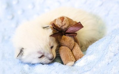 Kitten Season Doesn’t Stop Even During a Global Pandemic