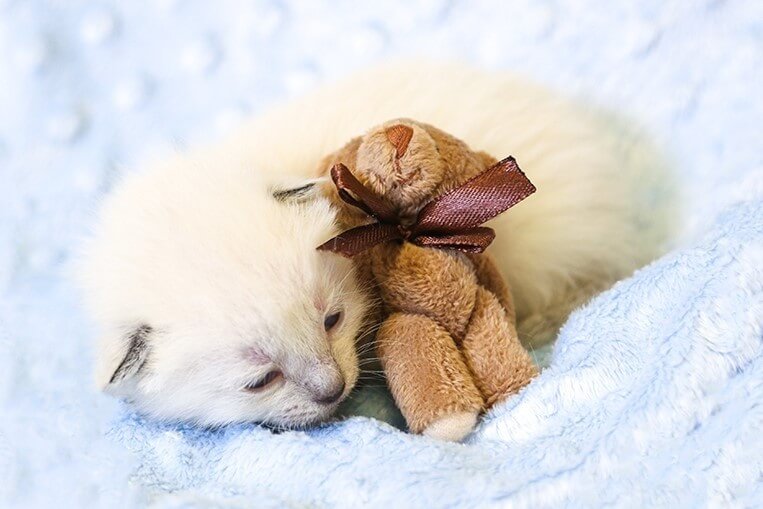 Kitten Season Doesn’t Stop Even During a Global Pandemic