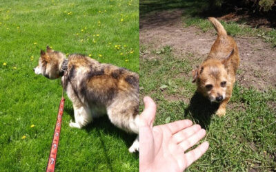 Humane Society of Midland County Offering Temporary Shelter for Pets Displaced by Flooding