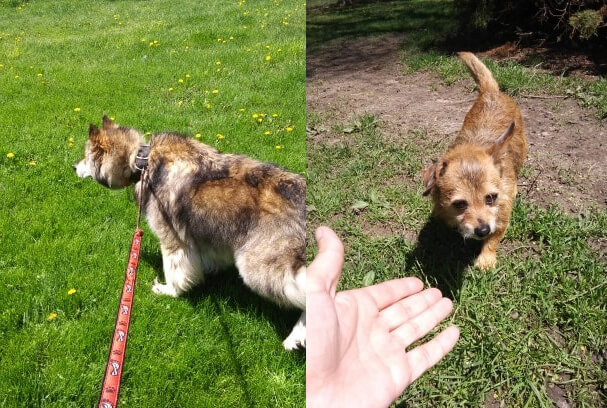 Humane Society of Midland County Offering Temporary Shelter for Pets Displaced by Flooding