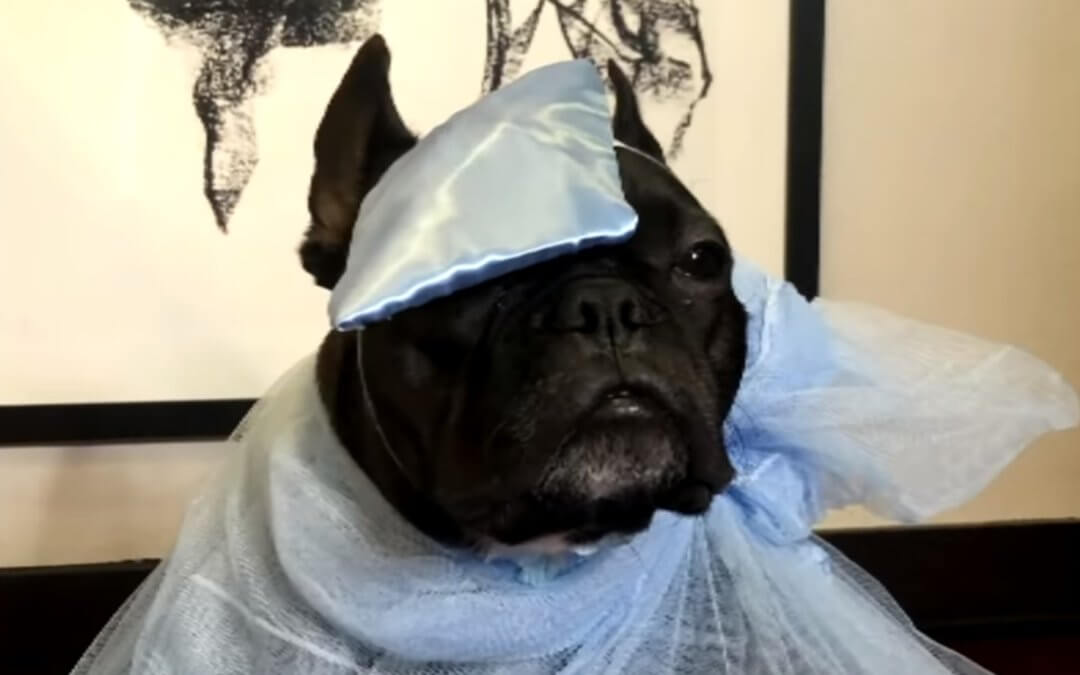 Watch the Pet Gala Since the Met Gala Was Canceled