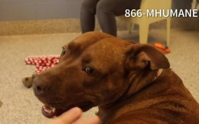 Virtual Adoption Floor for May 13, 2020