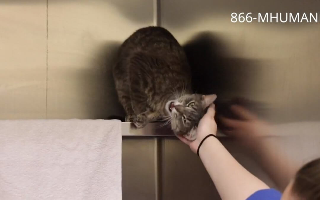 Virtual Adoption Floor for May 20, 2020