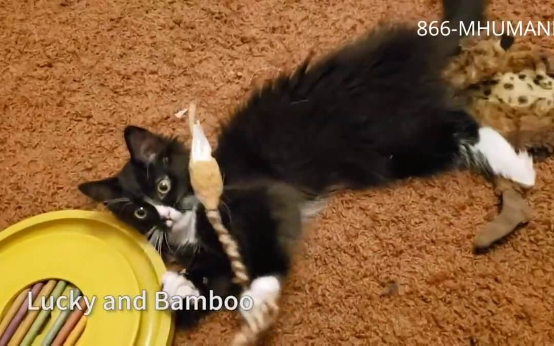 Virtual Adoption Floor for June 5, 2020