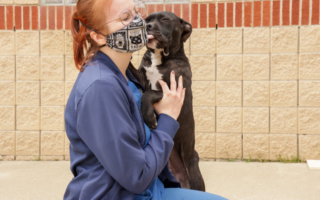 Bully Breeds and Breed-Specific Legislation