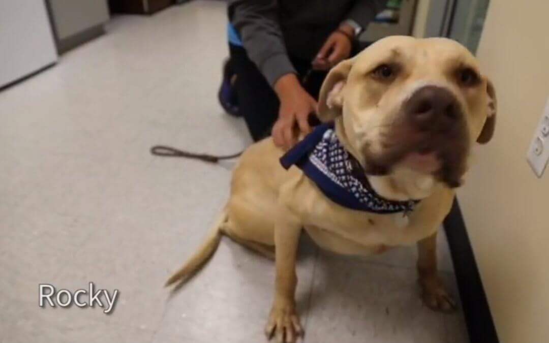 Virtual Adoption Floor for June 26, 2020