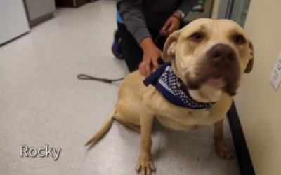 Virtual Adoption Floor for June 26, 2020