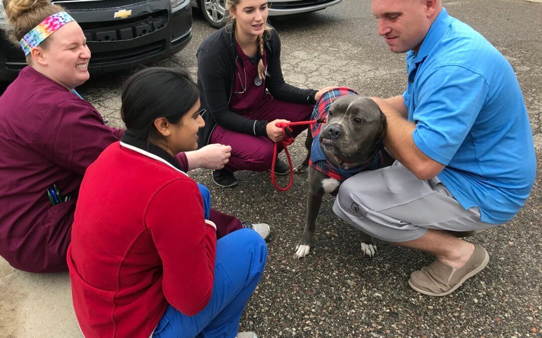 Animal Advocacy Update From Michigan Humane